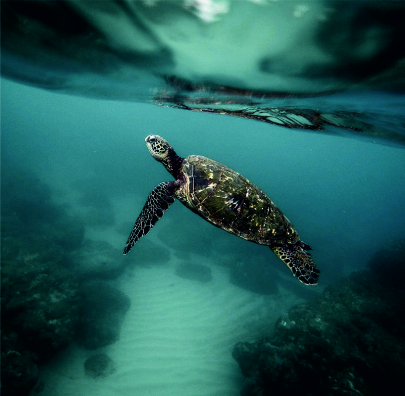 Turtle