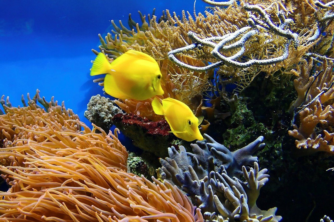 Lagoonarium
