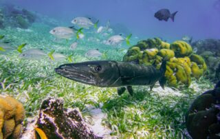 Under Water