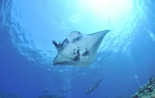 Manta Rochen