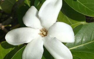 Tiare Apetahi
