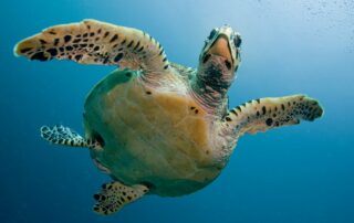 Turtle