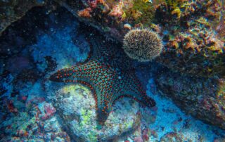 Coral Reef