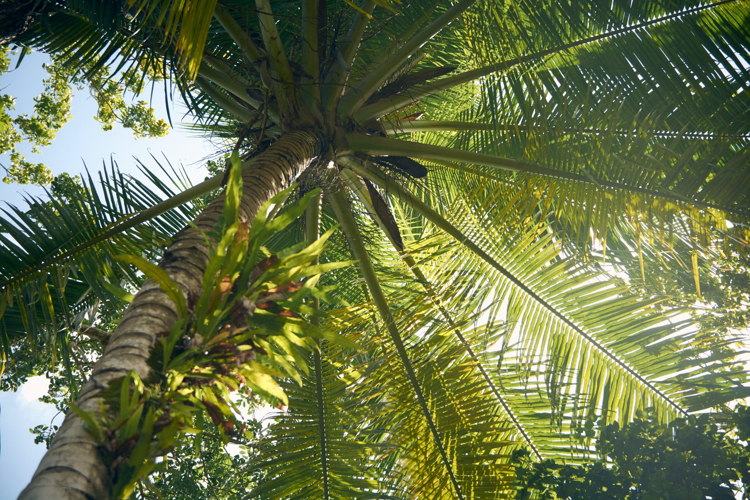 Palme